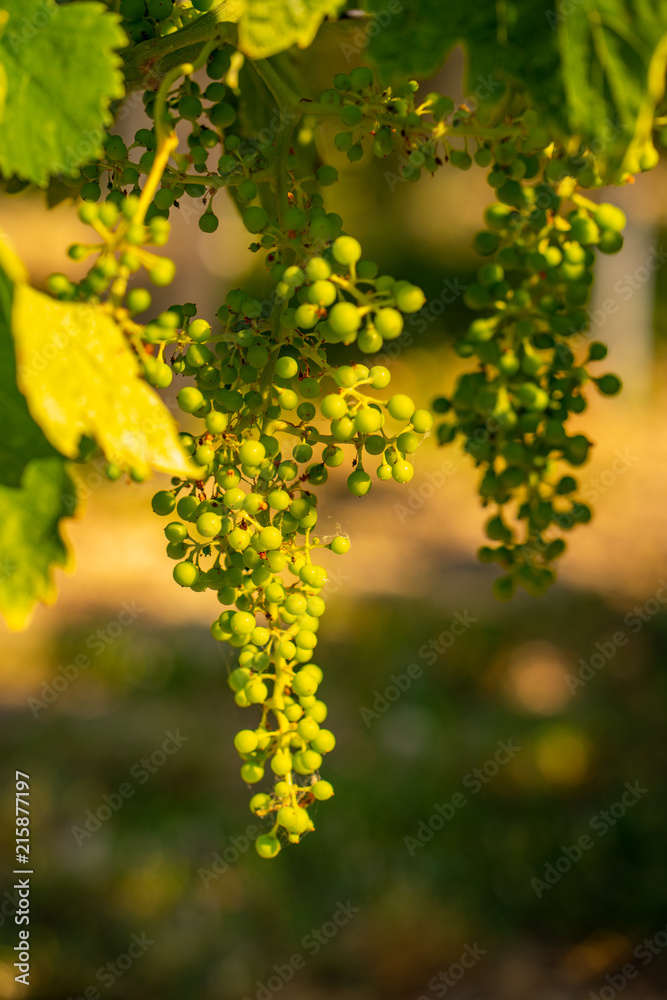 Fototapeta premium Branches of grapes