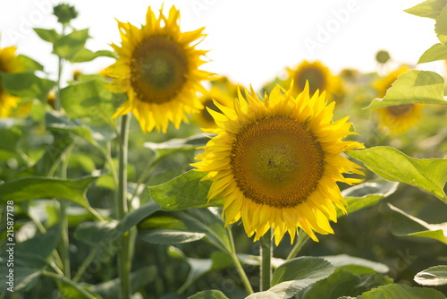 Field of bright yellow sunflowers  summer harvest time