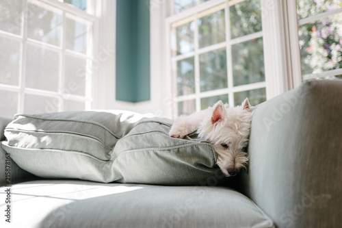 Cute white dog wiped our laying in a big chair