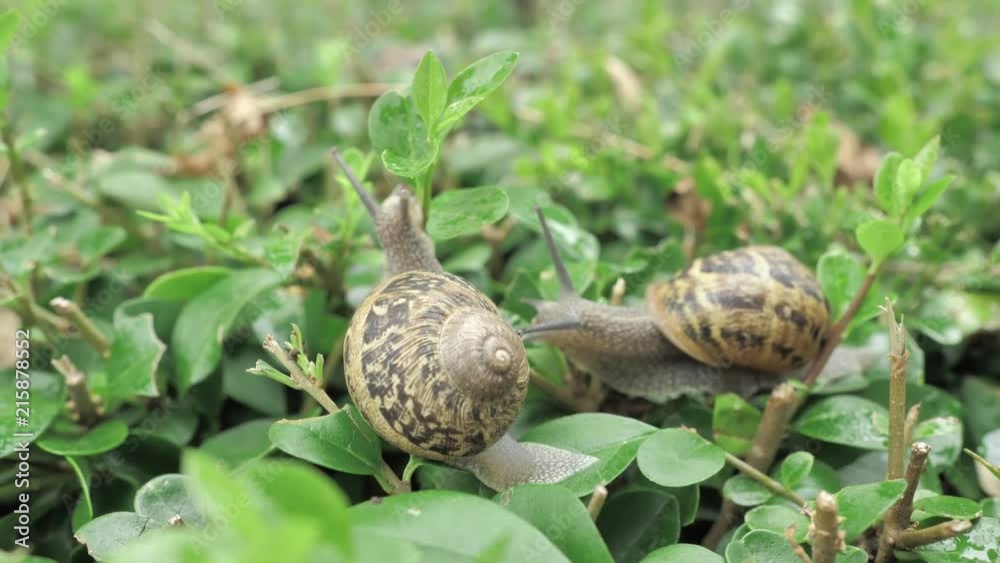 4 k snail in natural environment among the green leaves after rain, moving and sleeping 4 k snail in natural environment among the green leaves after rain, moving and sleeping