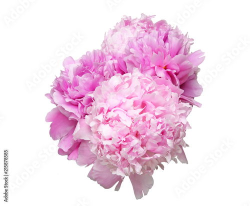 Wallpaper Mural シャクヤク Torontodigital.ca