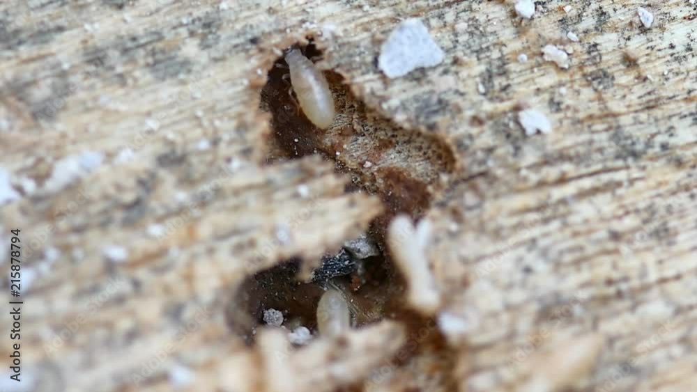 4K Video of Termites 4K Video of Termites