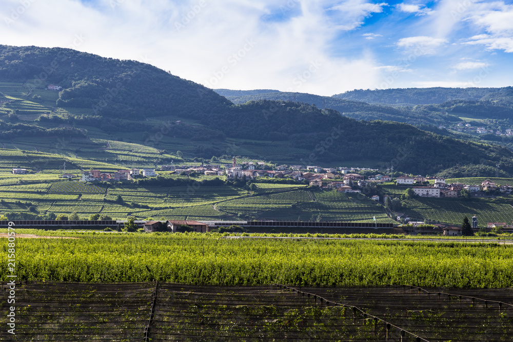 Fototapeta premium Weinberg Italien
