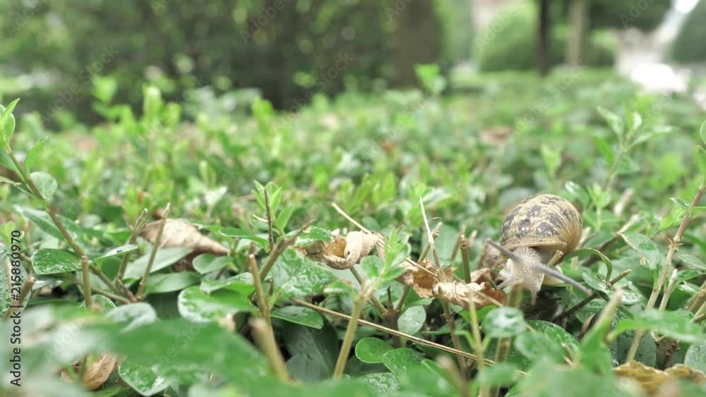 4 k snail in natural environment among the green leaves after rain, moving and sleeping 4 k snail in natural environment among the green leaves after rain, moving and sleeping