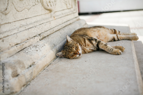 Schlafende Katze