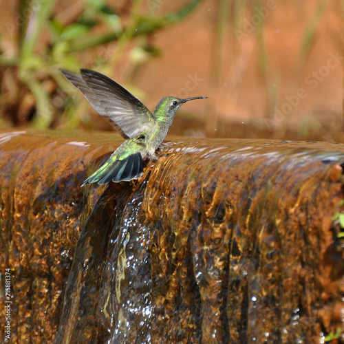 Beija-flor Colibri serrirostris no banho em vertedouro água limpa photo