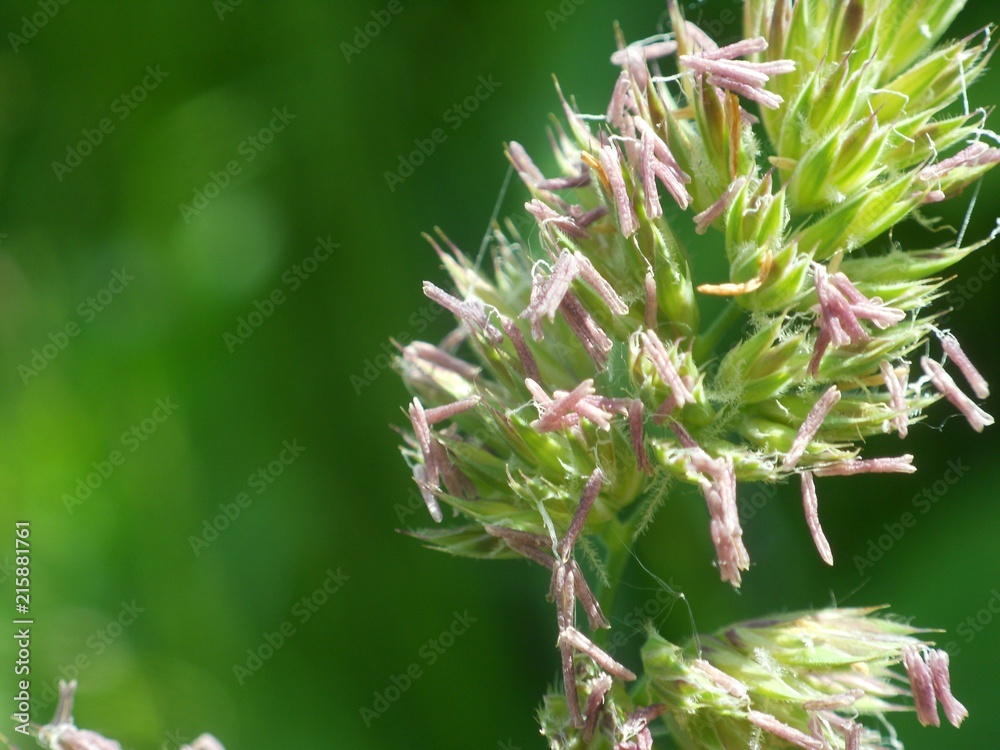spikelets of blossoming field grass spikelets of blossoming field grass