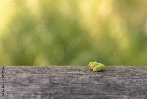 Plakat caterpillar 2