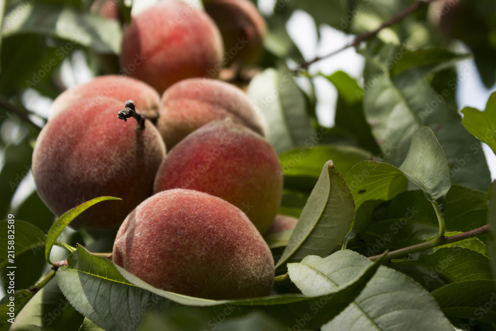 Ripe peaches hanging on the tree, beautiful and useful fruits, harvest Ripe peaches hanging on the tree, beautiful and useful fruits, harvest