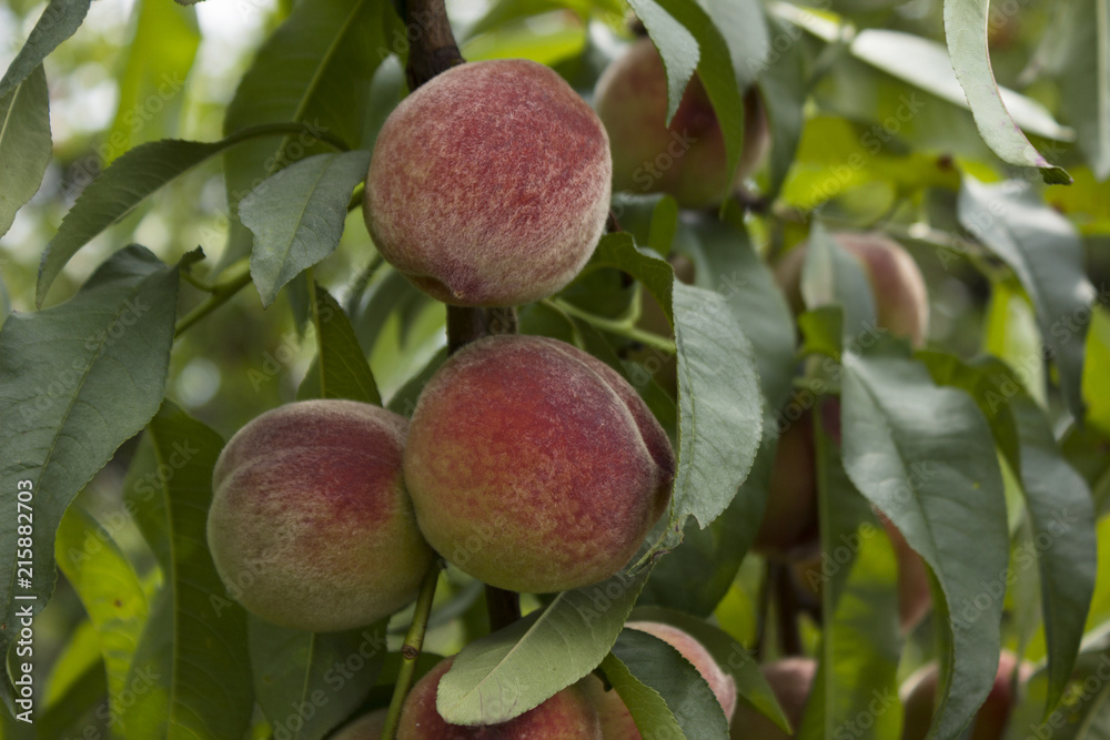 Ripe peaches hanging on the tree, beautiful and useful fruits, harvest Ripe peaches hanging on the tree, beautiful and useful fruits, harvest