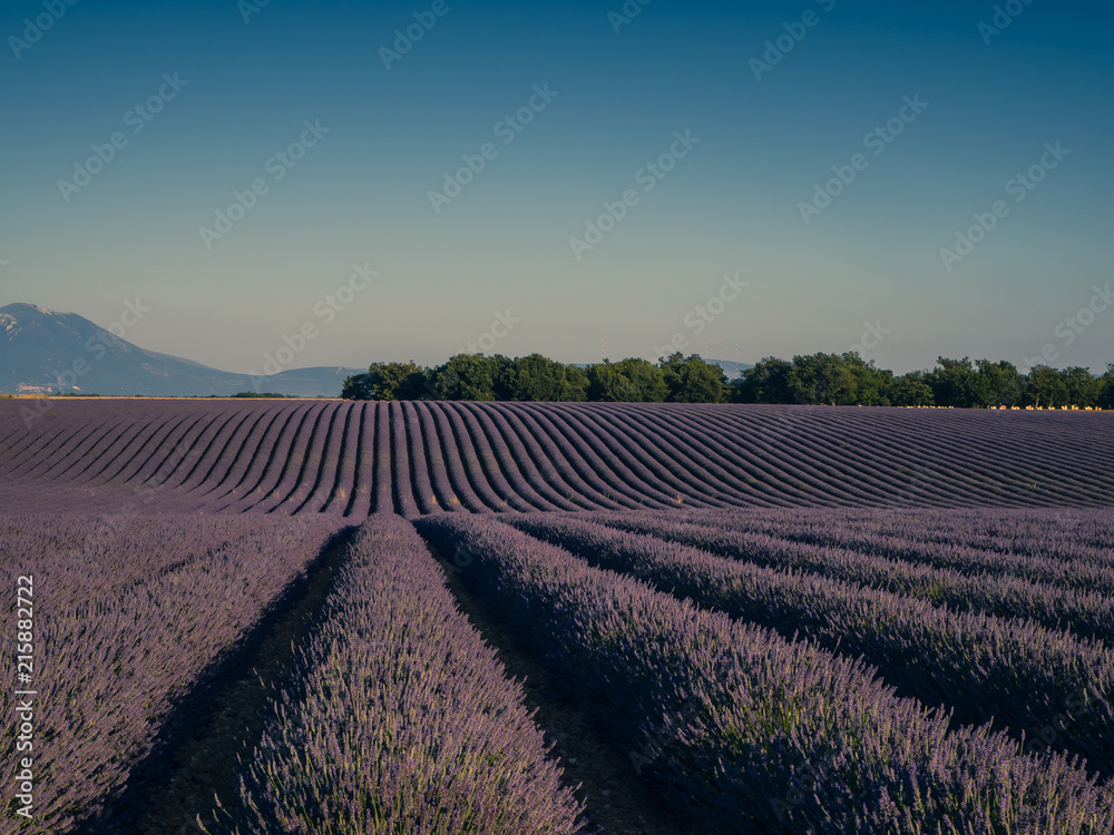 Lavender fields, Valensole, Provence, France Lavender fields, Valensole, Provence, France