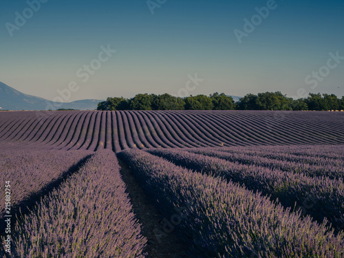 Lavender fields, Valensole, Provence, France