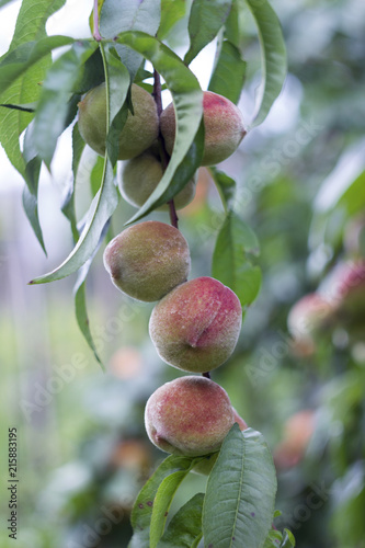 Ripe peaches hanging on the tree, beautiful and useful fruits, harvest