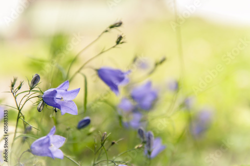 Plakat Flowers