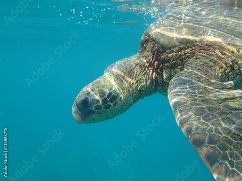 Green and brown turtle swimming in blue water