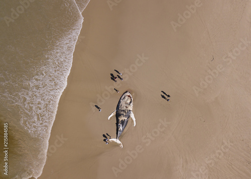 Aerial view of a beached whale surrounded by people photo