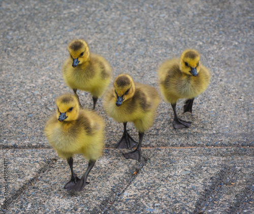 Fototapeta Naklejka Na Ścianę i Meble -  A family of Canadian geese walking the streets of Vancouver