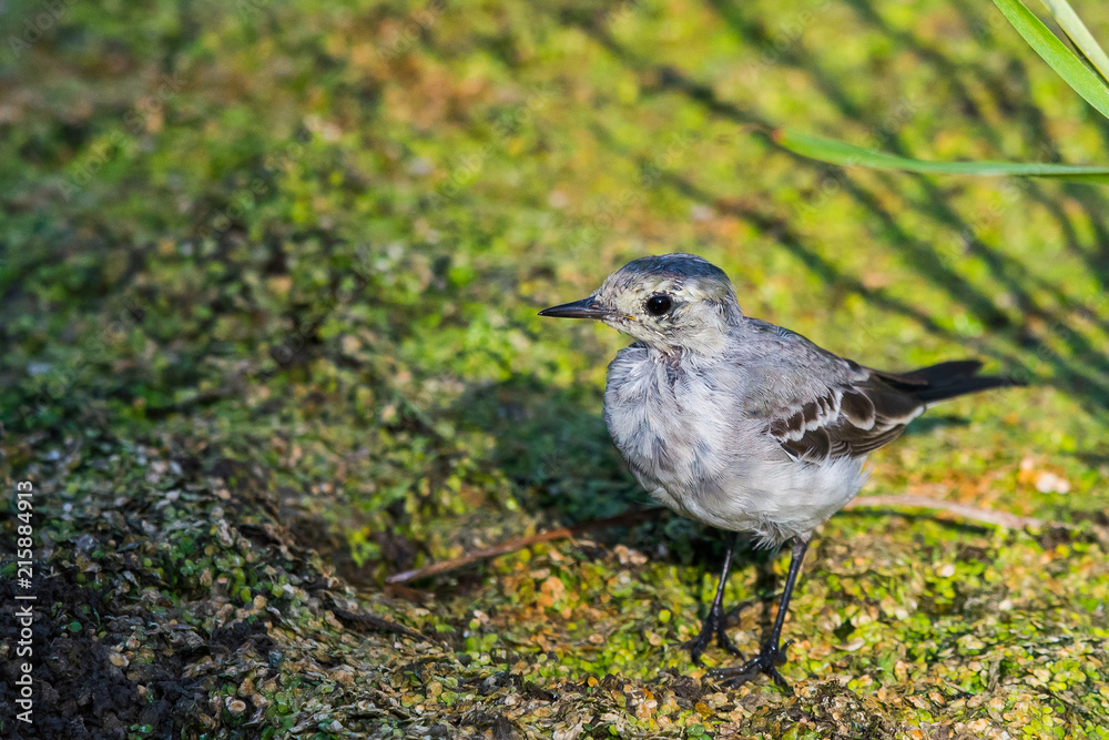 White Wagtail or Motacilla alba. Wagtails is a genus of songbirds. Wagtail is one of the most useful birds. It kills mosquitoes and flies, which deftly chases in the air White Wagtail or Motacilla alba. Wagtails is a genus of songbirds. Wagtail is one of the most useful birds. It kills mosquitoes and flies, which deftly chases in the air