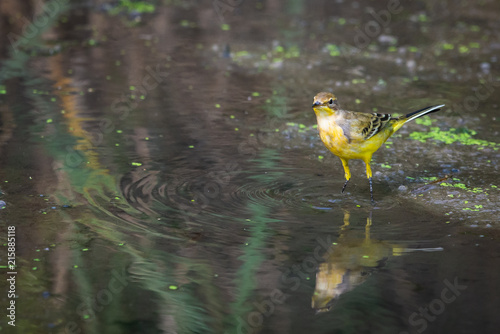 Yellow wagtail or Motacilla flava feldegg photo