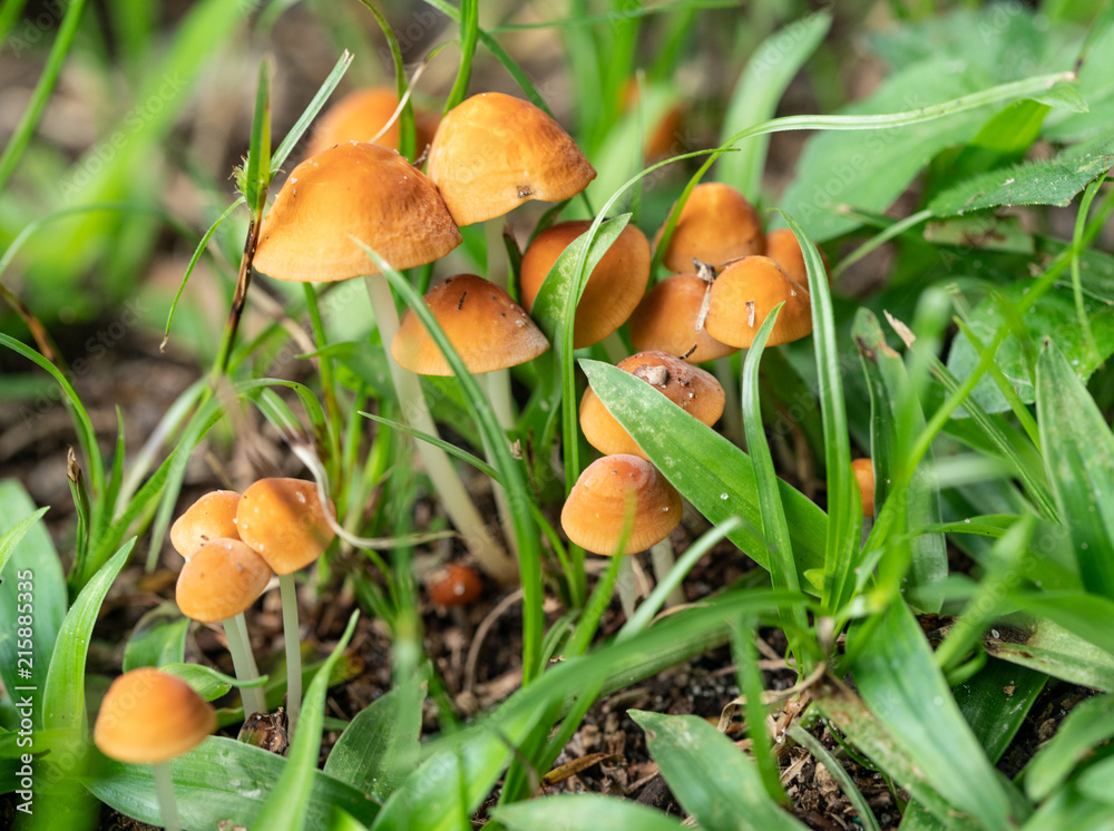 mushrooms in your yard can be poisinous to your pets mushrooms in your yard can be poisinous to your pets