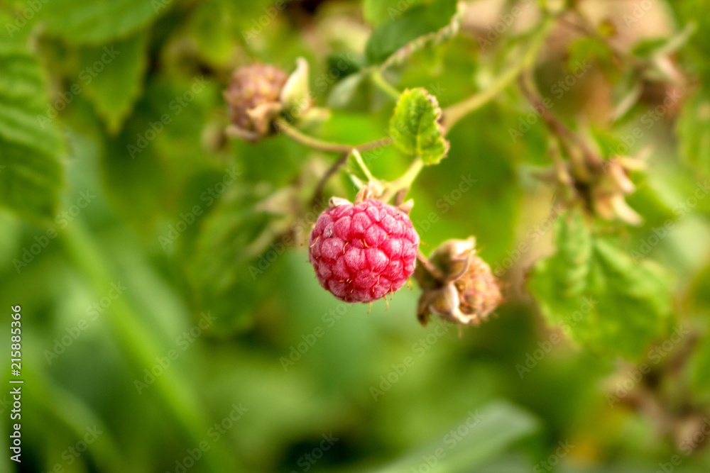 Red, juicy berry raspberries ripe among unripe berries Red, juicy berry raspberries ripe among unripe berries
