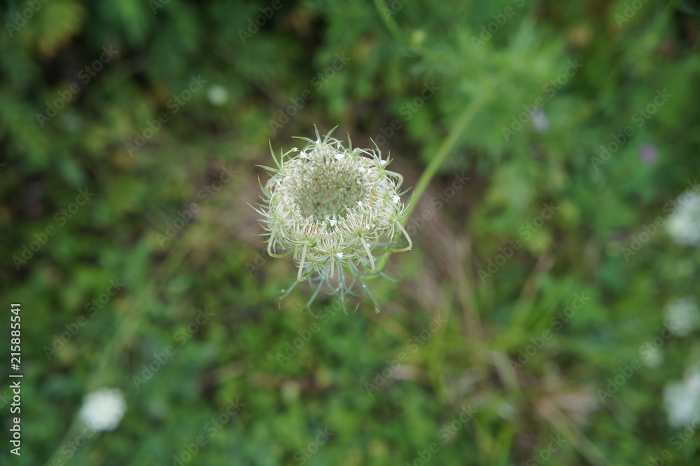 Queen Anne's Lace Queen Anne's Lace