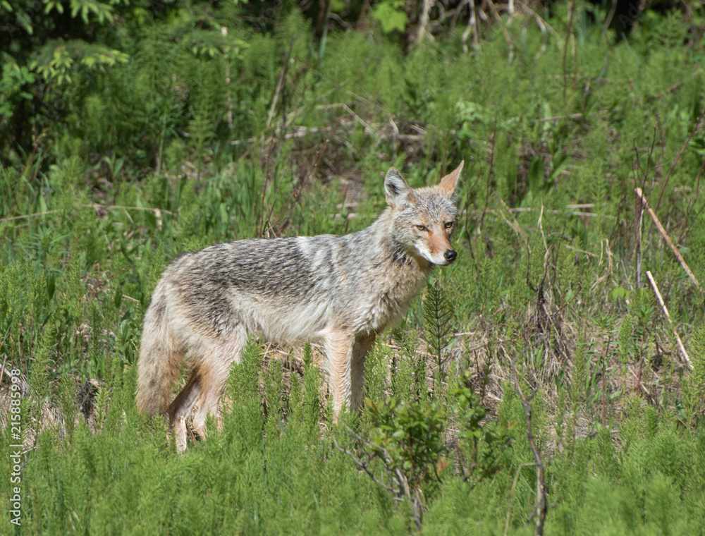A Coyote (Canis latrans)