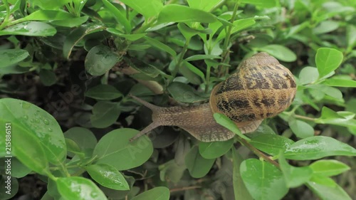 4 k snail in natural environment among the green leaves after rain, moving and sleeping photo