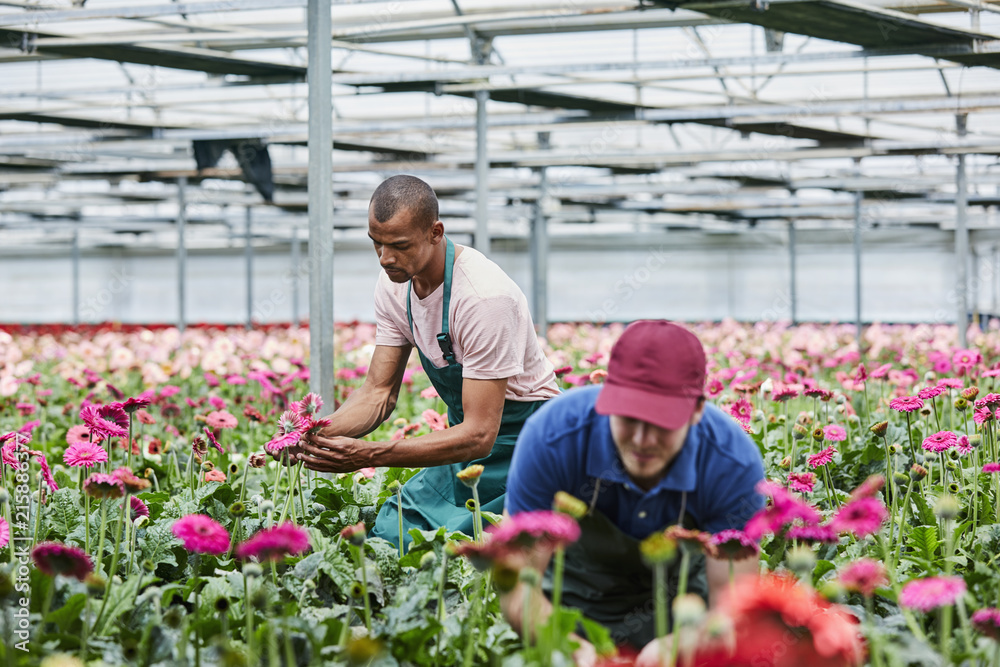 Male Florists Examining Pink Gerberas At Greenhouse Male Florists Examining Pink Gerberas At Greenhouse