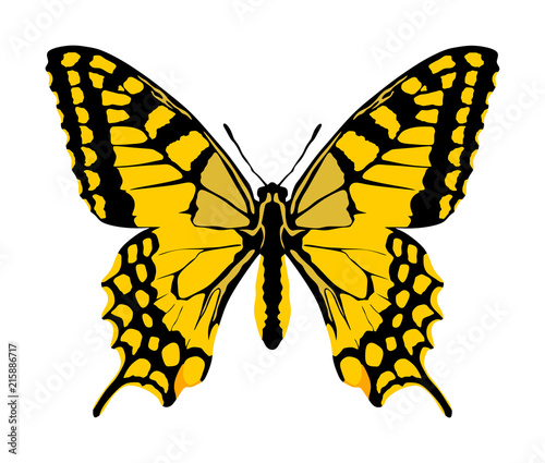 Monarch Butterfly vector with open wings in a top view as a flying migratory insect butterflies that represents summer and the beauty of nature. Butterfly illustration and tattoo sign.