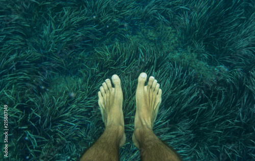 Legs of diver in algae photo