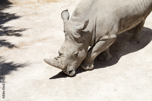 White rhino 1