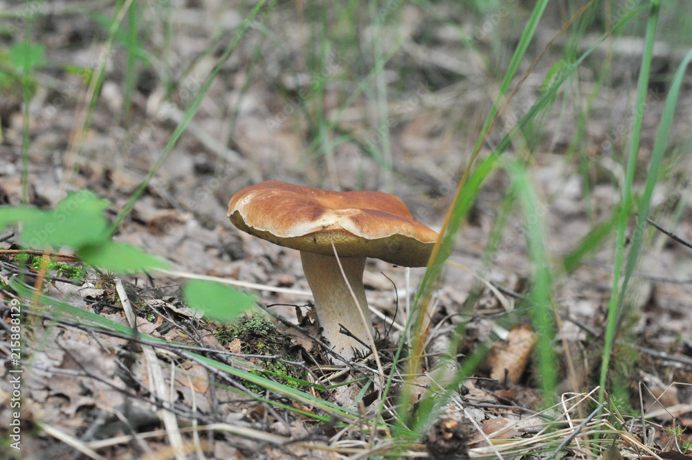 beautiful edible mushroom of the original form in the forest beautiful edible mushroom of the original form in the forest