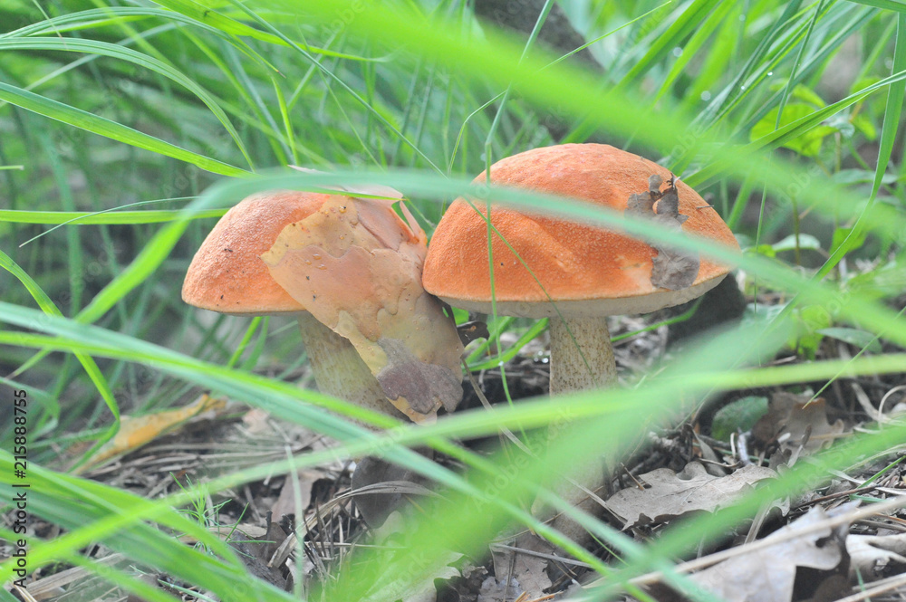 beautiful edible mushroom of the original form in the forest beautiful edible mushroom of the original form in the forest