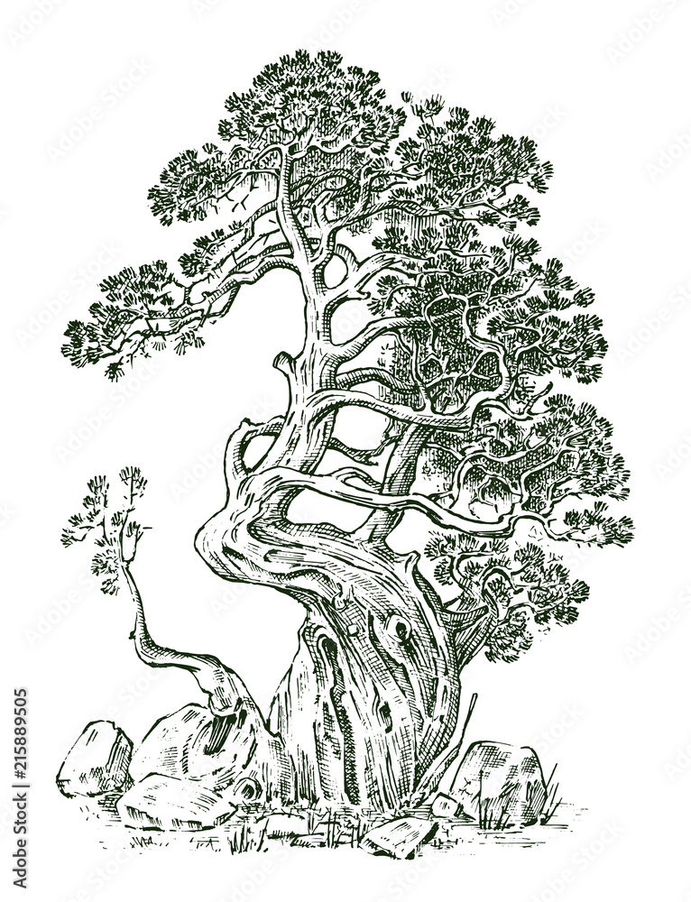 Pine tree or Evergreen Juniper, Cypress isolated object.Engraved hand drawn in old vintage sketch. tropical plant.