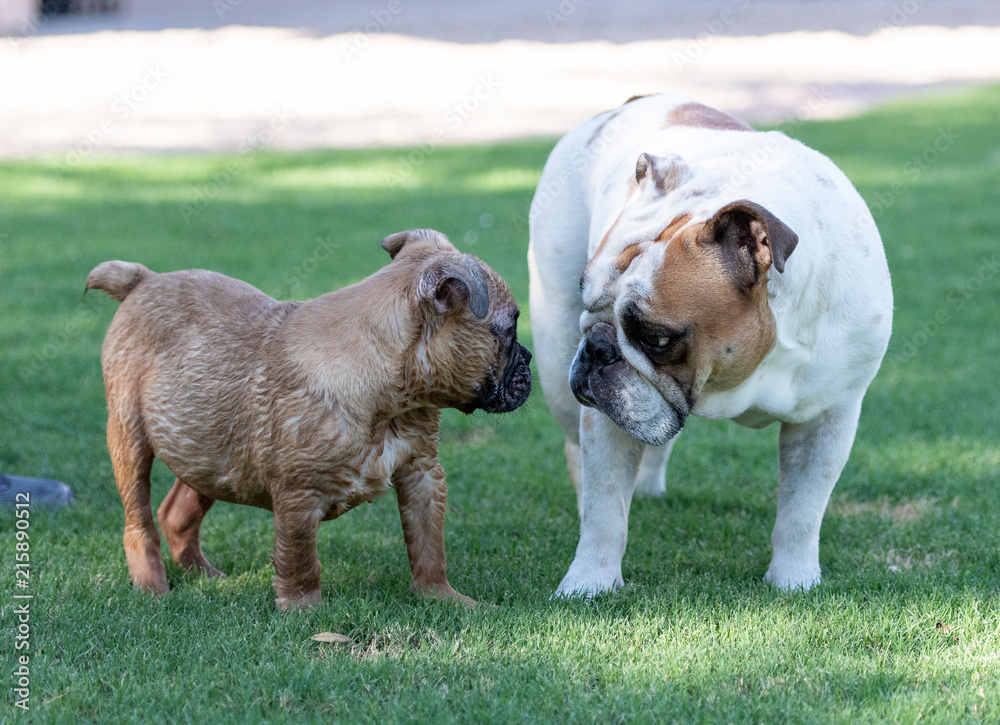 Blind bulldog puppy meets new friend