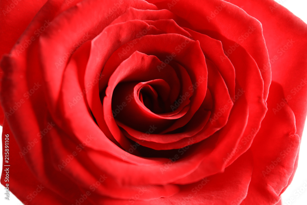 Beautiful red rose flower, closeup view Beautiful red rose flower, closeup view