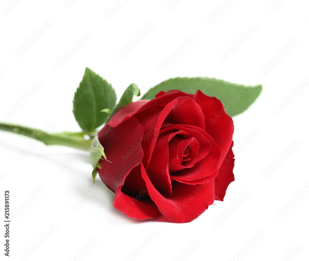 Naklejka premium Piękny czerwony kwiat róży na białym tle