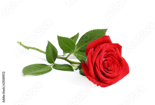 Fototapeta Naklejka Na Ścianę i Meble -  Beautiful red rose flower on white background