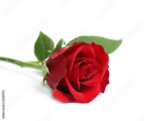Fototapeta Naklejka Na Ścianę i Meble -  Beautiful red rose flower on white background