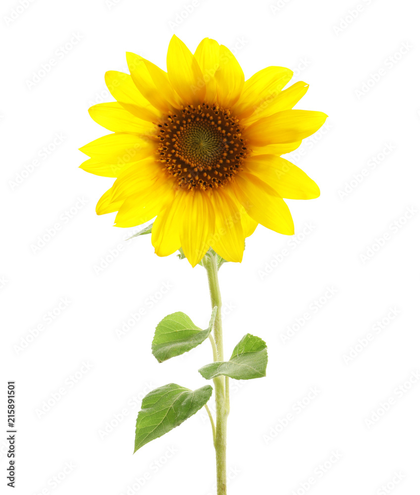 Naklejka premium Beautiful bright yellow sunflower on white background
