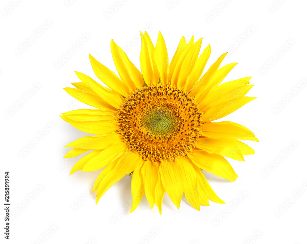 Beautiful bright sunflower on white background Beautiful bright sunflower on white background