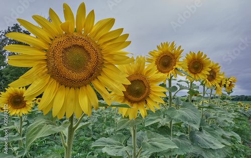 Sunflower fields in Prince Edward County, Ontario, Canada