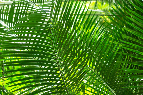 Several green palm leaves lighten with the sun  one behind another  form a checked pattern  or ornamental background. A conservatory of the botanical garden in St Petersburg  Russia