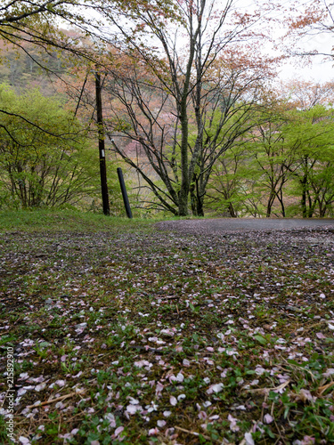 Wallpaper Mural 吉野山の桜 Torontodigital.ca