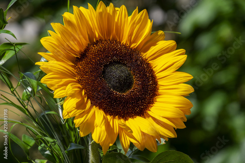 Sonnenblume (Helianthus annuus) photo