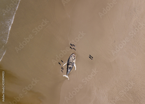 Aerial view of a beached whale surrounded by people