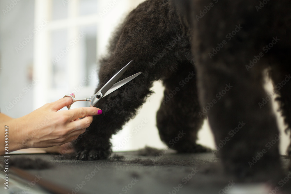 Grooming school Grooming school