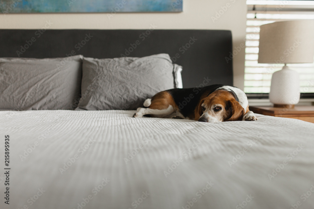Grumpy dog laying on human bed Grumpy dog laying on human bed