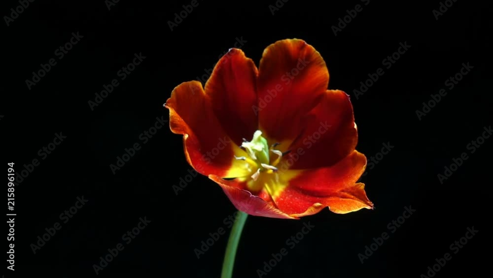 Timelapse of red tulip flower blooming on black background, alpha channel Timelapse of red tulip flower blooming on black background, alpha channel